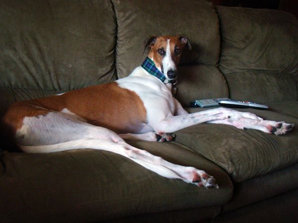 Dudley lies, long and lean, on the couch