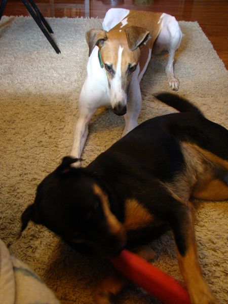 Dudley the Greyhound looks over Zelda's shoulder at the hose