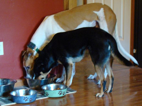 Dudley and Zelda drink out of the same water bowl, even though there are two sitting there