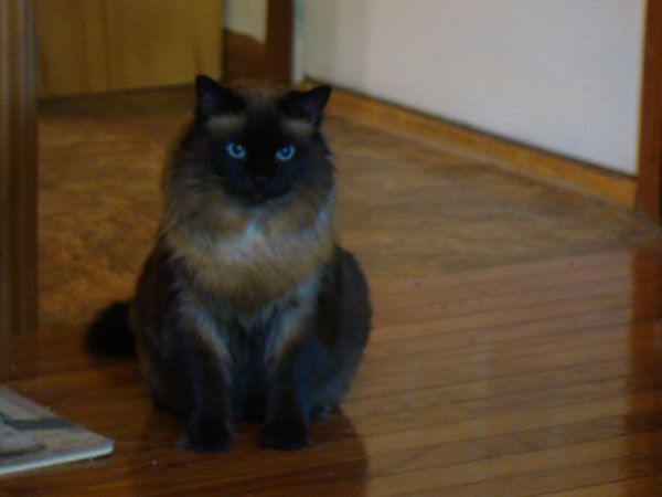 picture of Matilda, a blue-eyed and long-haired sealpoint cat