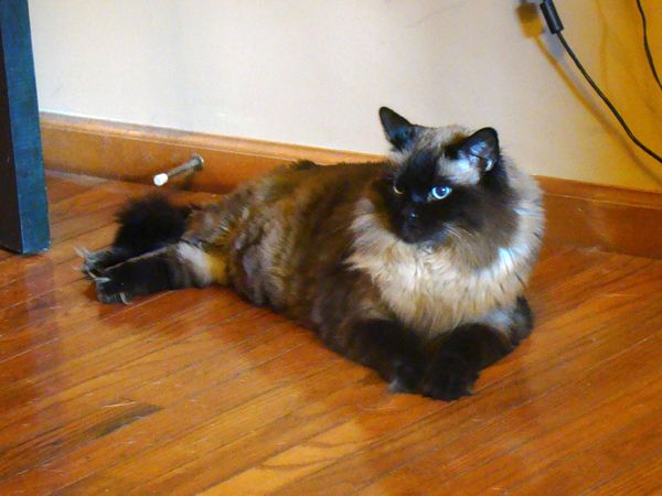 image of Matilda the Cat lying on the floor looking regal
