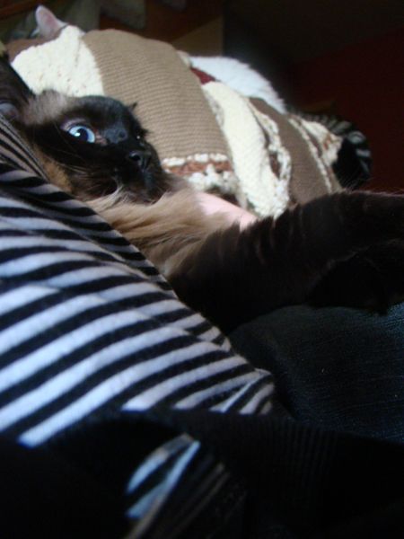 image of Matilda the Cat sitting next to me on the couch, looking inexplicably wide-eyed
