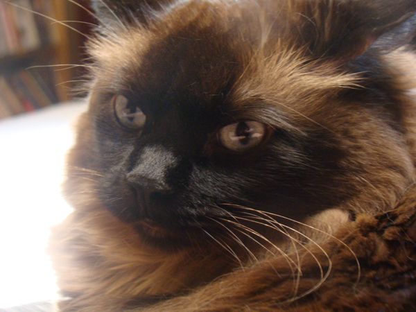 image of Matilda the Cat, in close-up