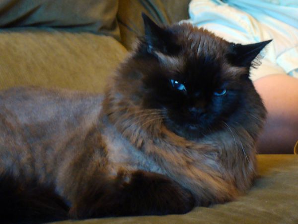 Matilda the Seal-Pointed Blue-Eyed Cat sits on the couch looking disdainful