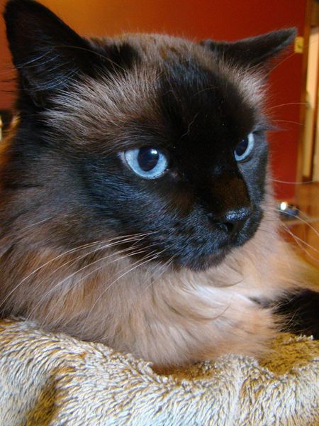 a close-up image of the face of Matilda the Blue-Eyed Cat