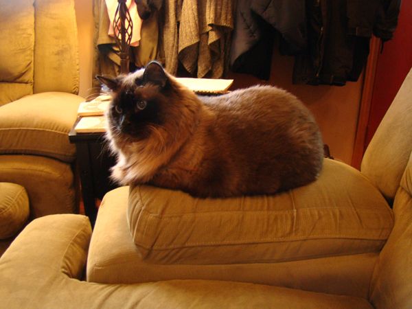 Matilda sitting on the arm of the couch