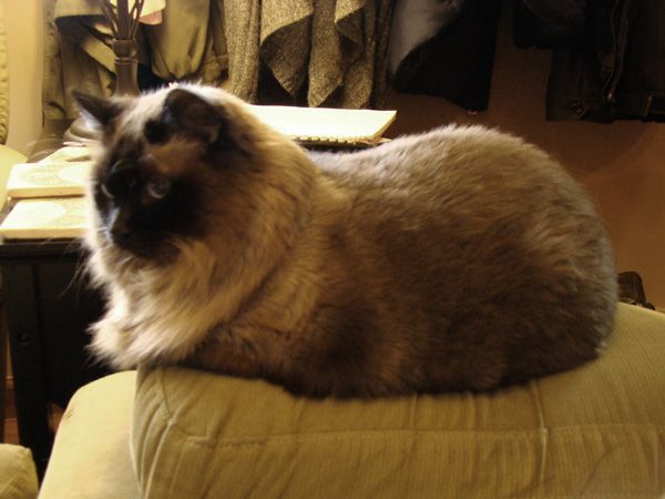 Matilda the Sealpoint Cat sits on the arm of the couch like a big, furry catloaf
