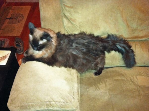 image of Matilda standing with her front paws on the arm of the couch and her back legs on a seat on the couch, utterly disheveled from a vigorous petting session