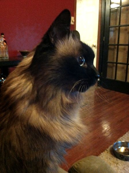 image of Matilda sitting on the arm of the couch, surveying the room