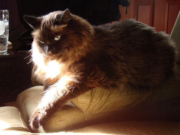 image of Matilda the Cat lying on the arm of the couch in the sunshine