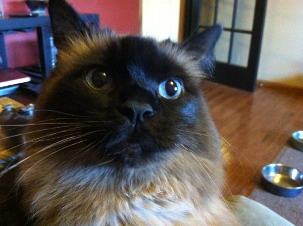 image of Matilda, a seal-point long-haired blue-eyed cat, looking at me in close proximity
