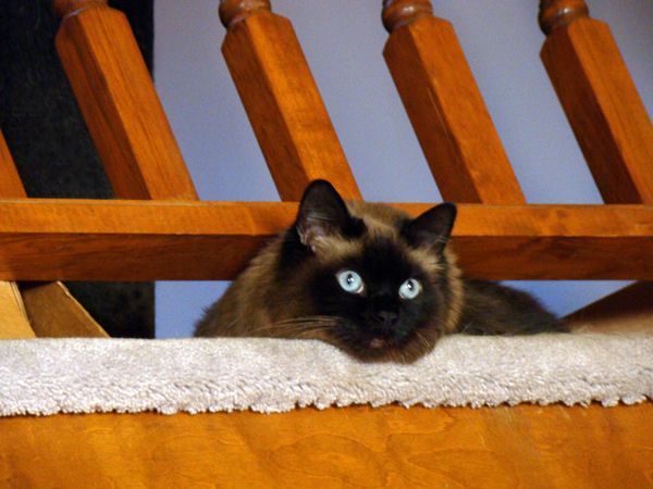 image of Matilda the Cat with her head poking out beneath the railing in the loft