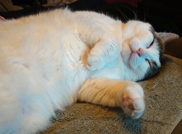 Olivia the Cat lying on her back on the couch looking cute