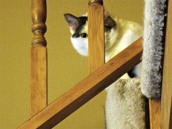 image of Olivia the Cat, peering through the slats of the banister