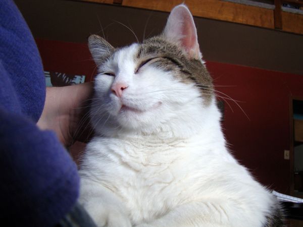 Olivia the White and Tabby-Spotted Cat sits on my lap getting her head scratched
