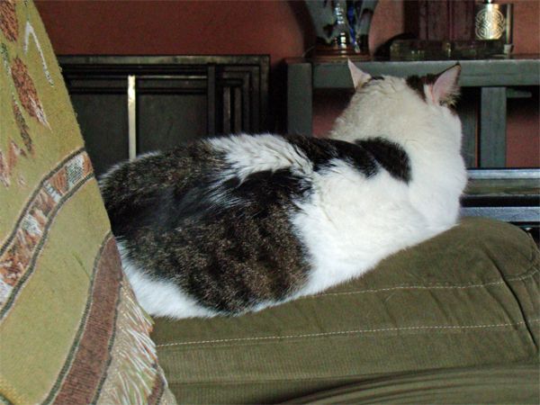 Olivia sitting on the other arm of the couch