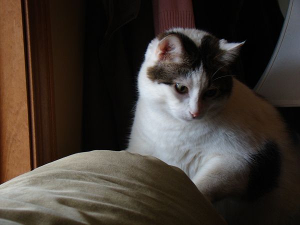 image of Olivia the Cat sitting on the back of the couch near the window, turning her head away