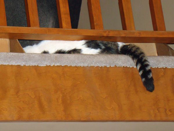 Olivia the White and Tabby Cat lies along the bottom railing in the loft, with her big, fat, ringed tail hanging over the edge