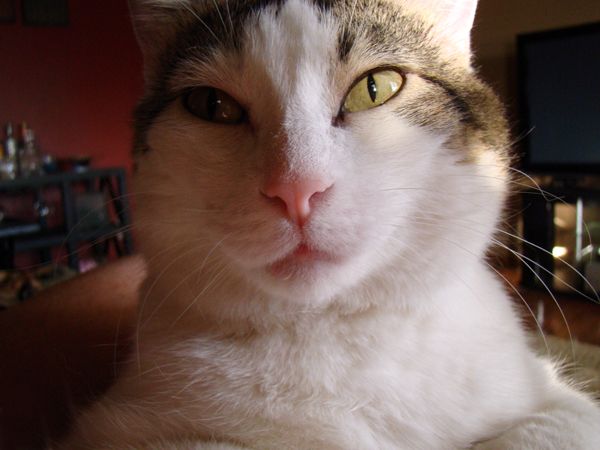 Olivia the White and Stripey-Patched Cat looks into the camera in extreme close-up
