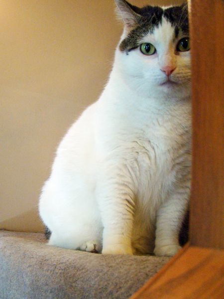 image of Olivia the Cat on the stairs