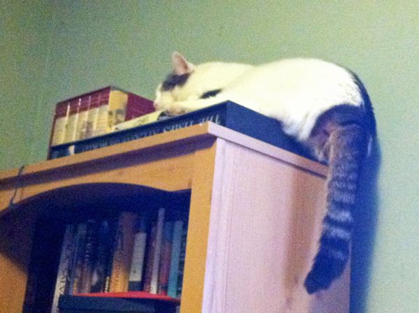 Olivia lying on the top of my bookshelf