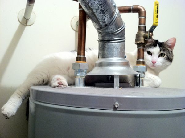 image of Olivia lying on top of the water heater in the laundry room