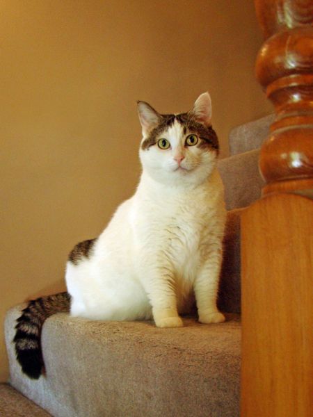 image of Olivia, a white and tabby-patched cat, sitting on the stairs