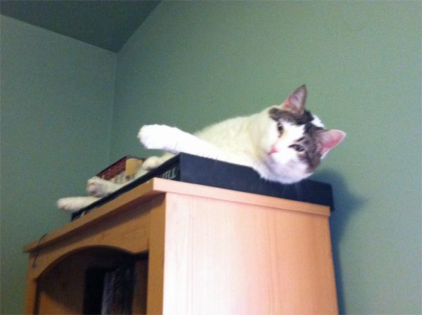 Olivia the Cat on the top of a bookshelf looking indifferent