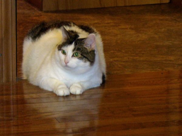 Olivia, crouching on the hardwood floor, in which can be seen her reflection