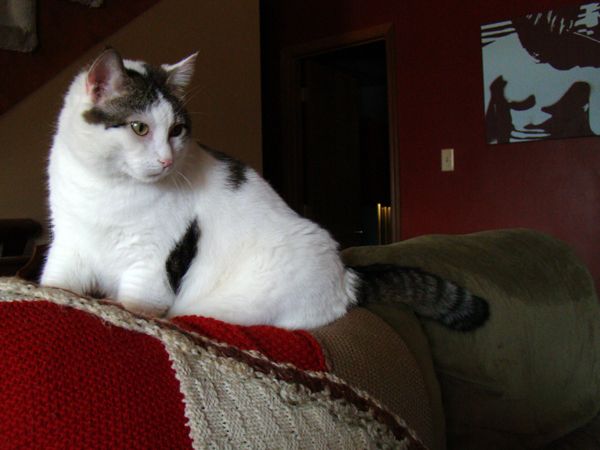 image of Olivia the Cat sitting on the back of the sofa