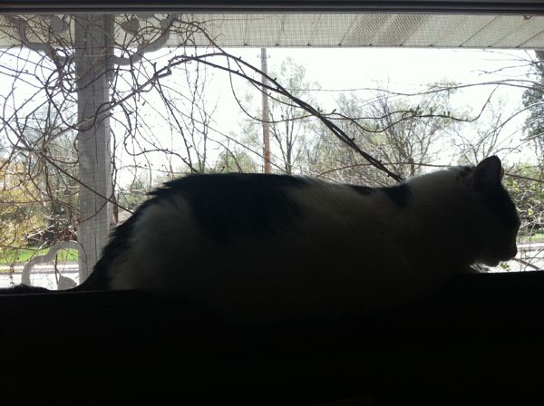 image of Olivia, a white cat with black-and-tan tabby patches, sitting in my office window