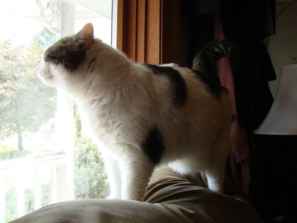 image of Olivia the White Farm Cat looking out the window while standing on the back of the couch