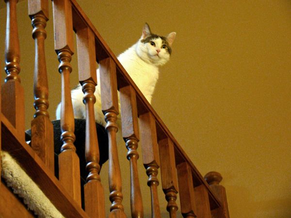 image of Olivia the Cat standing on the back of the chaise with her front paws on the railing in the loft