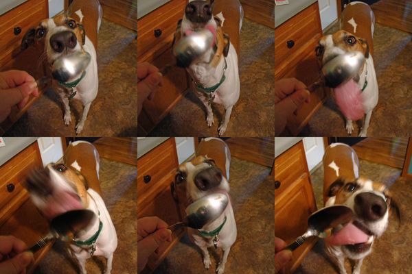 series of six images of Dudley the Greyhound licking peanut butter off a spoon