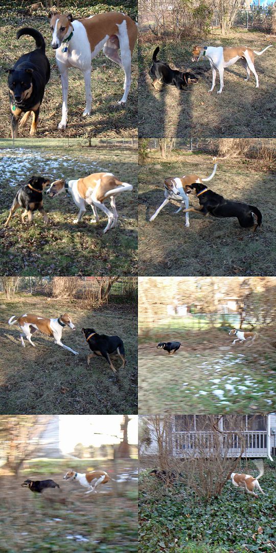 a collage of small images of the dogs running about in the backyard