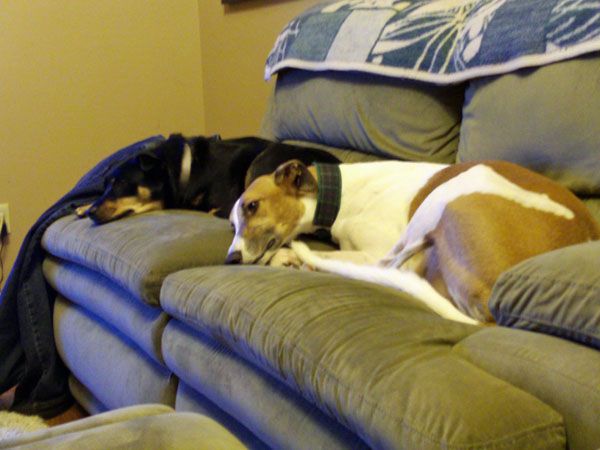 image of Dudley and Zelda curled up together on the sofa