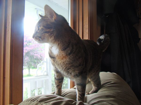 Sophie stands at the window, looking out at the birds