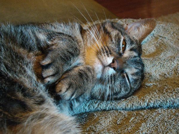 Sophie the Cat lying on her back on the couch looking cute