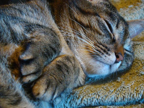 Sophie the Cat lies on the couch with her paws up, sleeping