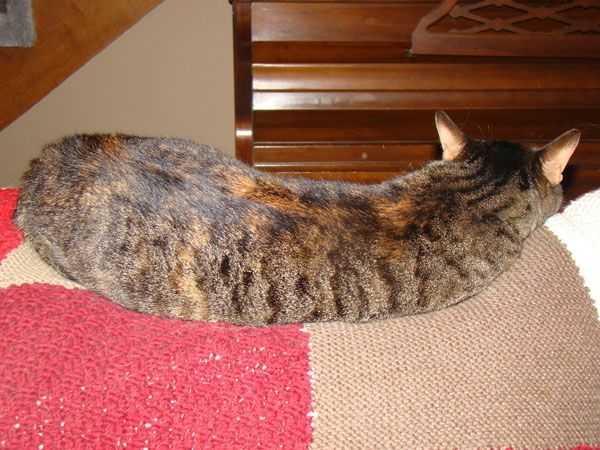 picture of Sophie, a multi-colored torbie cat