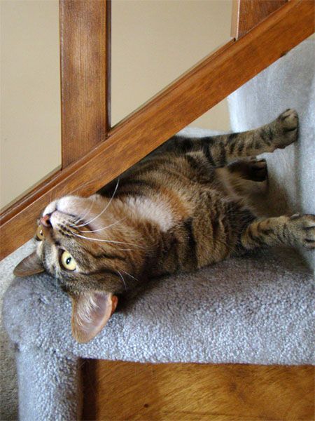 image of Sophie the Cat peeking out from under the stair railing