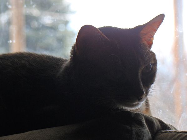 image of Sophie the Cat lying on the back of the couch near the window