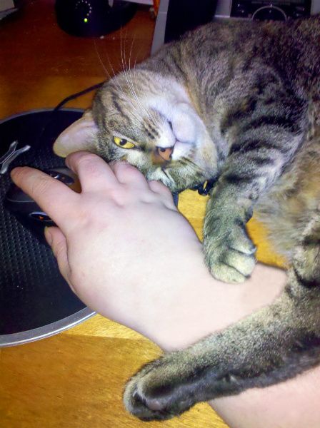image of Sophie the Cat lying on my desk wrapped around my hand as it's on the mouse
