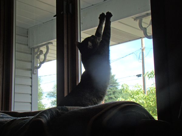 image of Sophie the Cat stretching in the front window