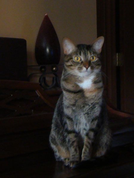 Sophie the Cat sits wide-eyed on the piano