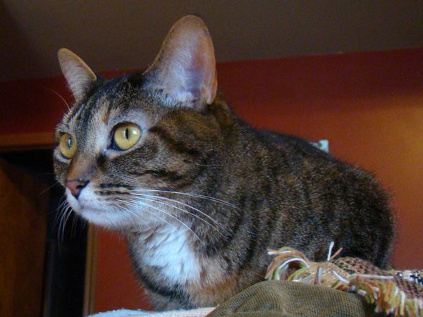 Sophie the Torbie Cat crouches on the back of the couch, looking intently out the window