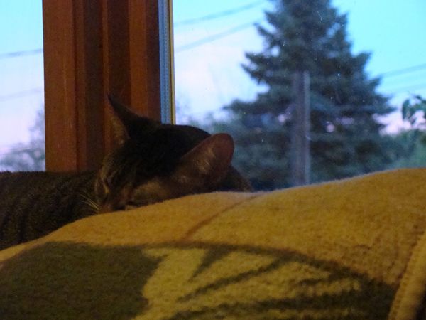 Sophie asleep in the window, out of which can be seen a colorful sunset