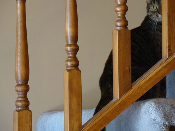 Sophie sitting on the stairs, the top of her head is chopped off by the frame