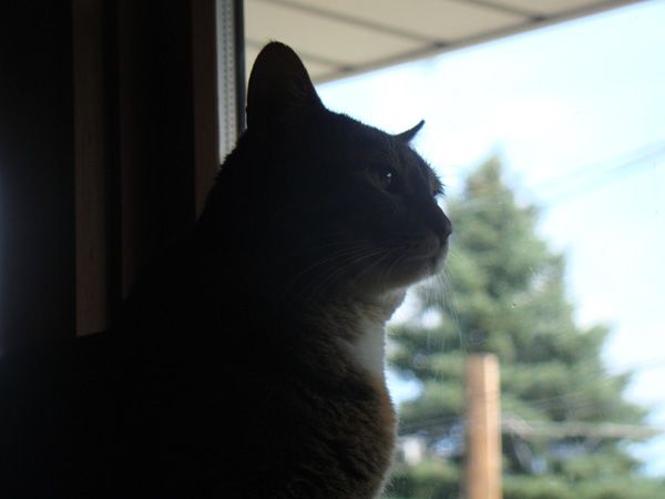 Sophie the Torbie Cat sits in silhouette at the window