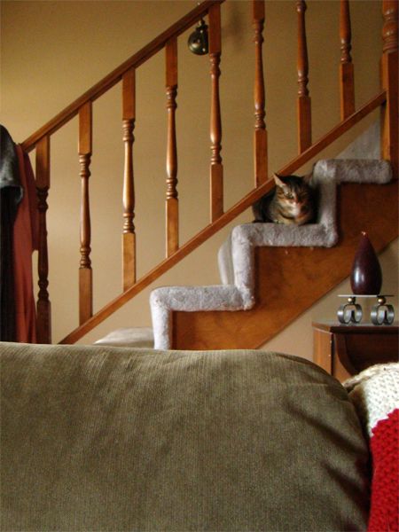 Sophie sitting on the stairs like a cat loaf